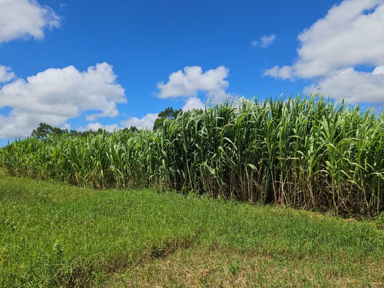🏞️ Fazenda a venda entre Vitória da Conquista e Planato – Bahia🐎🌱