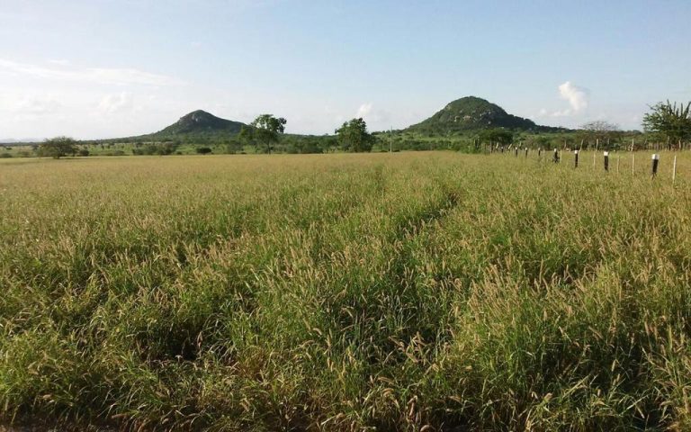 Vende-se Fazenda Beira do Rio Paraguaçu – Iuaçu/Ba