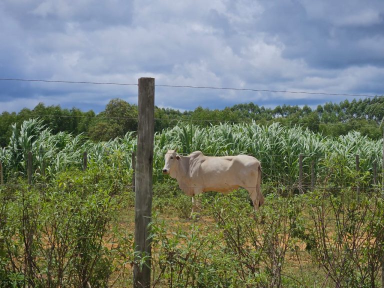🏞️ Fazenda a venda entre Vitória da Conquista e Planato – Bahia🐎🌱